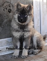 chiot eurasier